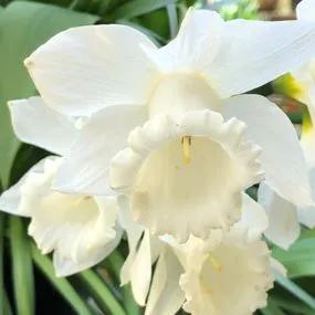 Mount Hood Daffodil  (Narcissus Mount Hood) Img 4